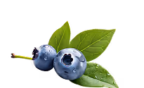 Blueberry illustration