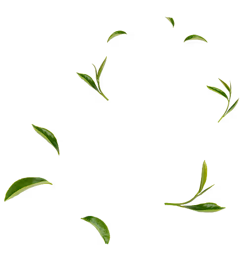 Decorative leaves background for Juicee feature