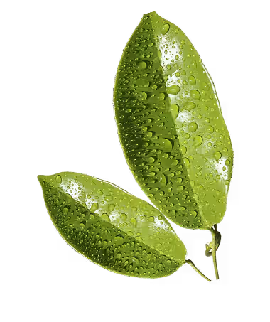 Decorative leaves accent for Juicee feature